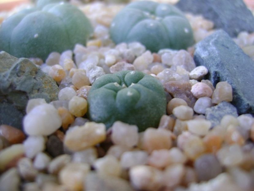 Lophophora lutea - Cactusi 2019 bis