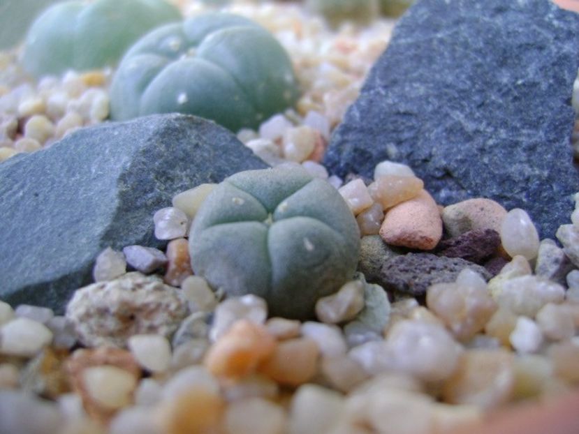Lophophora lutea - Cactusi 2019 bis