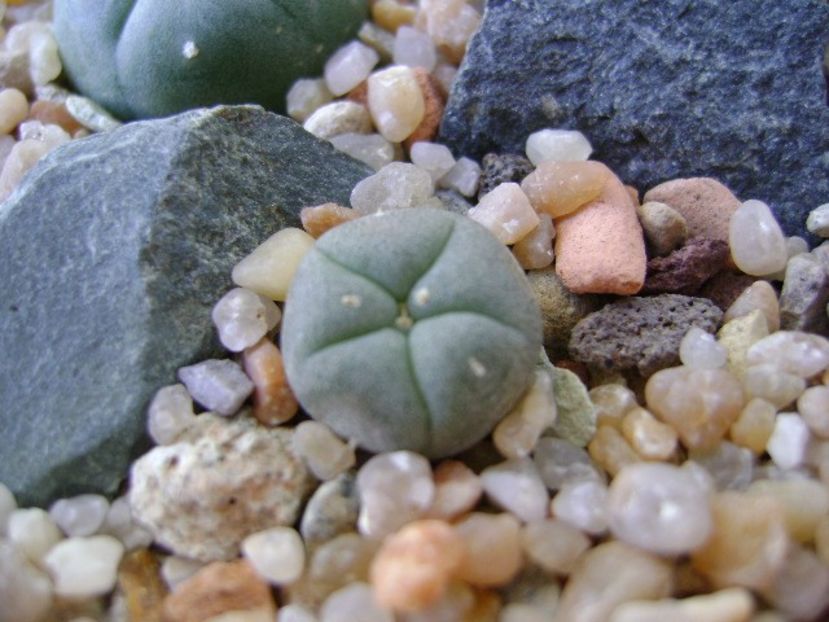 Lophophora lutea - Cactusi 2019 bis