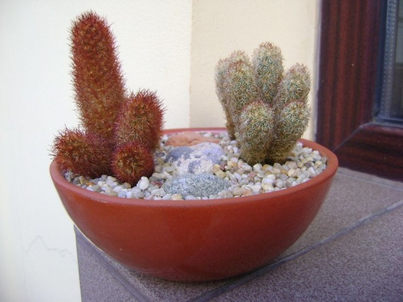 Mammillaria elongata & Mammillaria elongata cv. Copper King - Cactusi 2018 final de an