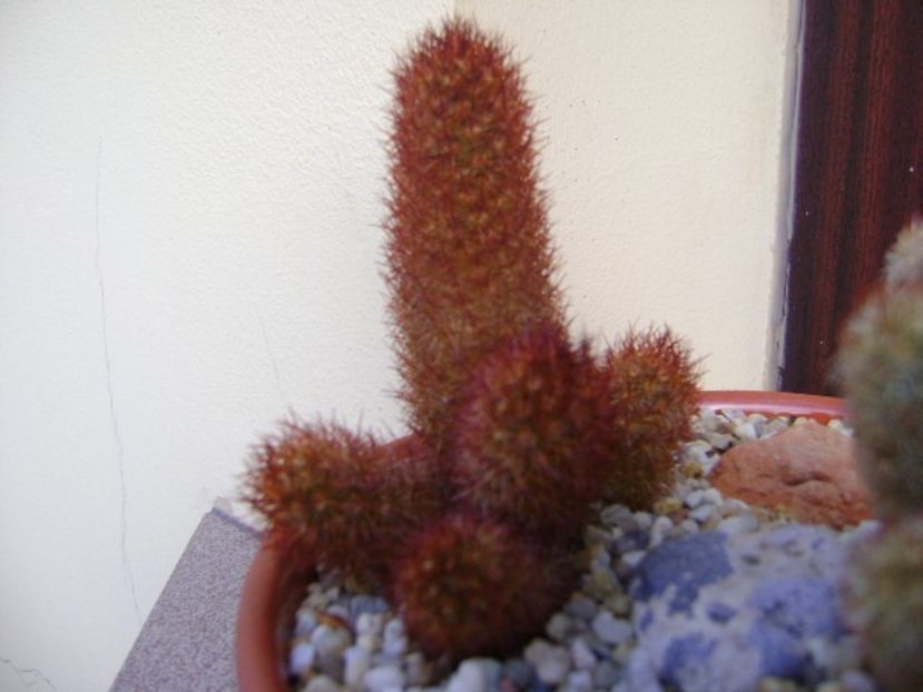 Mammillaria elongata cv. Copper King - Cactusi 2018 final de an