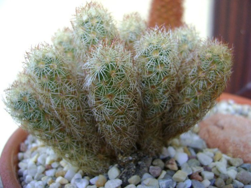 Mammillaria elongata - Cactusi 2018 final de an