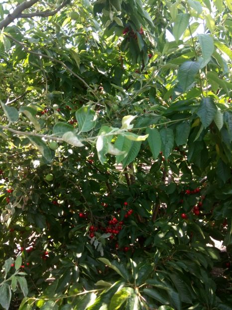  - Flori de Gradina Primavara -Vara 2019