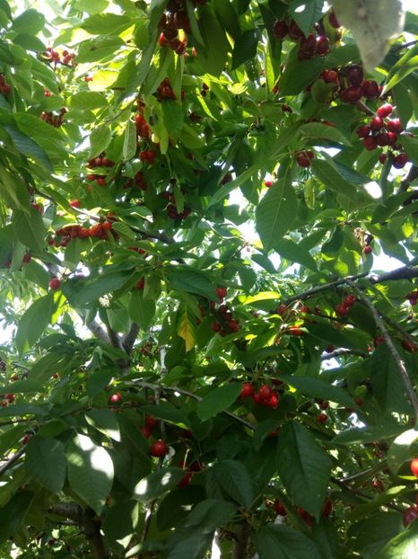  - Flori de Gradina Primavara -Vara 2019