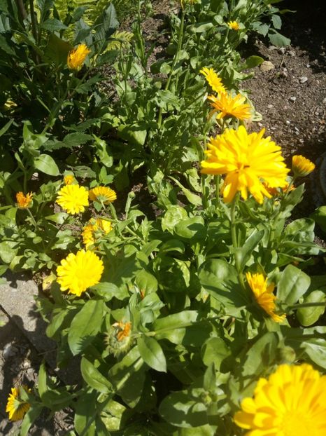  - Flori de Gradina Primavara -Vara 2019