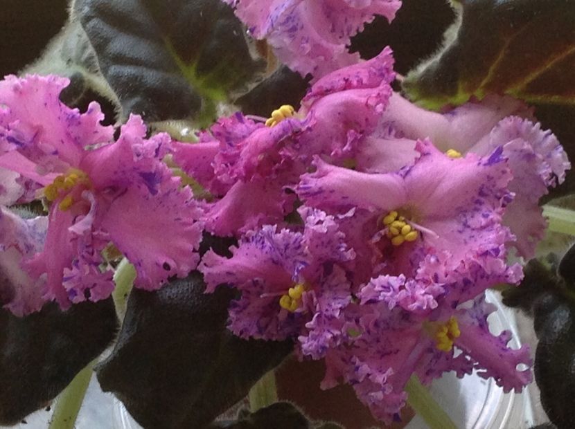 LE Autum Fantasie - AA Violetbarn
