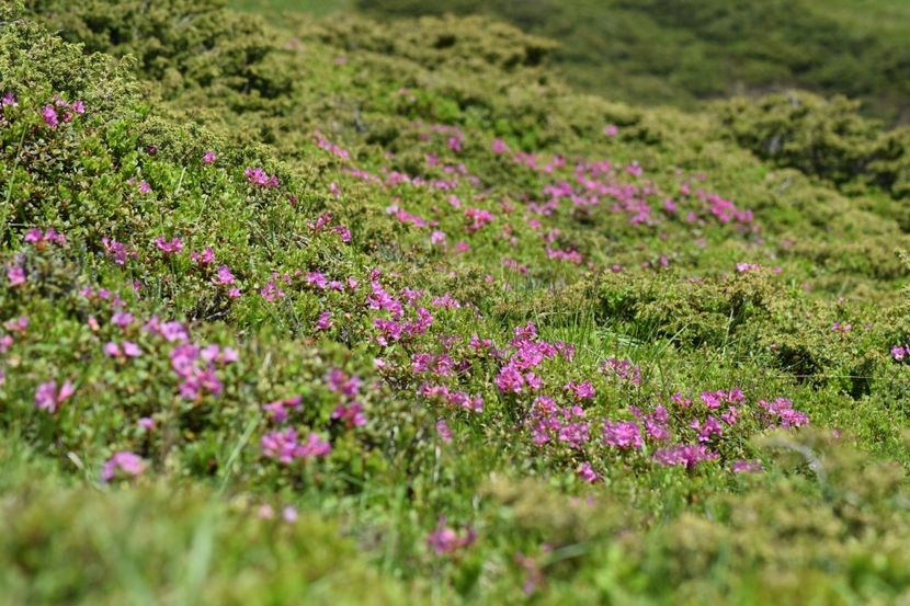  - 6666666666666   HOBBY-URI