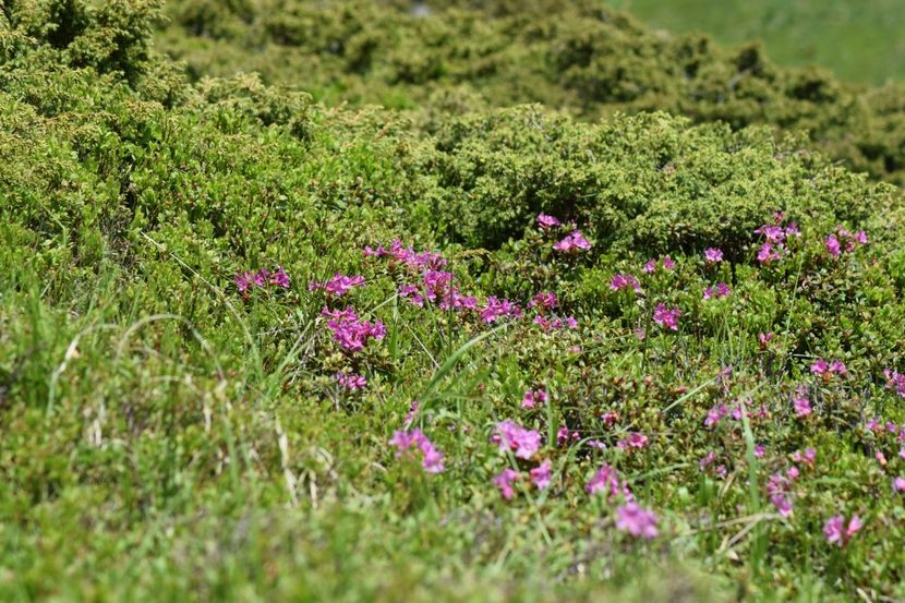  - 6666666666666   HOBBY-URI