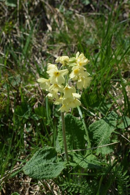  - 6666666666666   HOBBY-URI