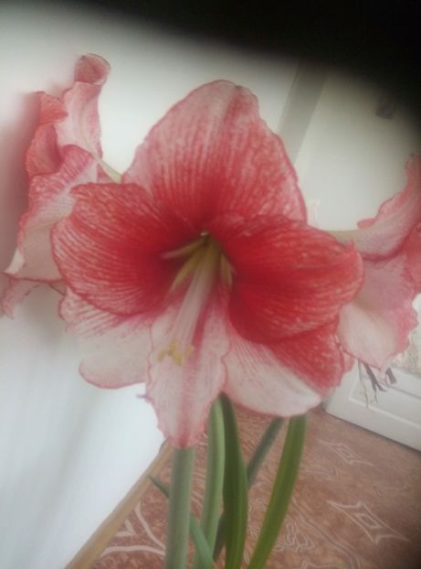 IMG-20190612-WA0011 - diverse flori 2019