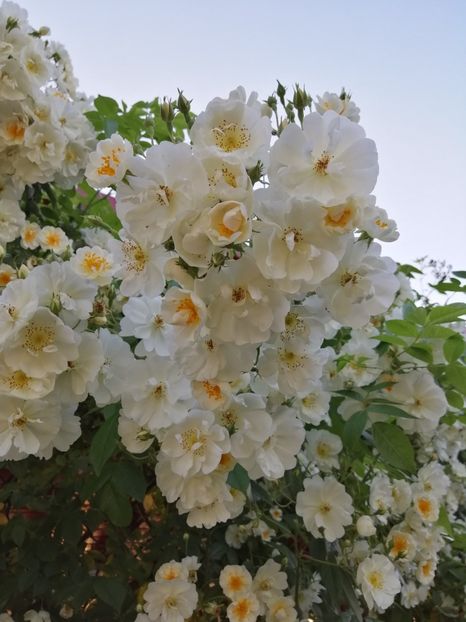  - Hybrid wichurana Bobbie James