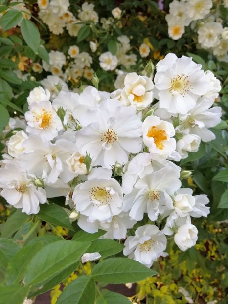  - Hybrid wichurana Bobbie James