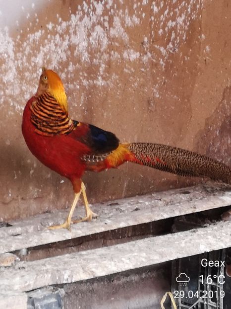 Fazan auriu - Păsările Mele 2019