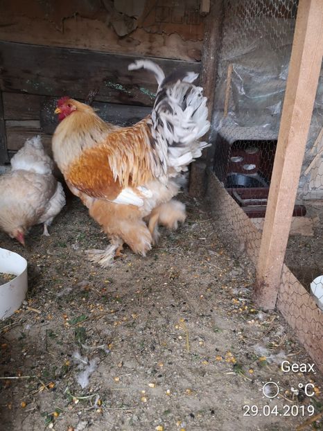 Brahma Lemon - Păsările Mele 2019