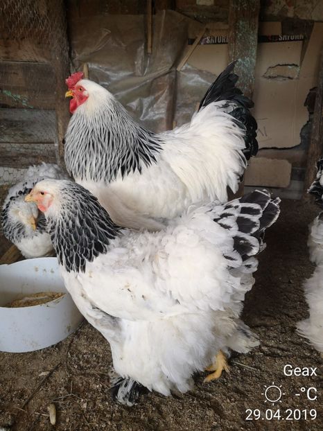 Brahma HD - Păsările Mele 2019