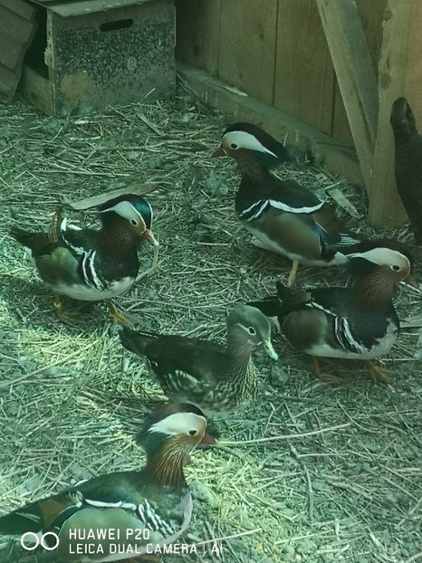 Rate Mandarine - Păsările Mele 2019