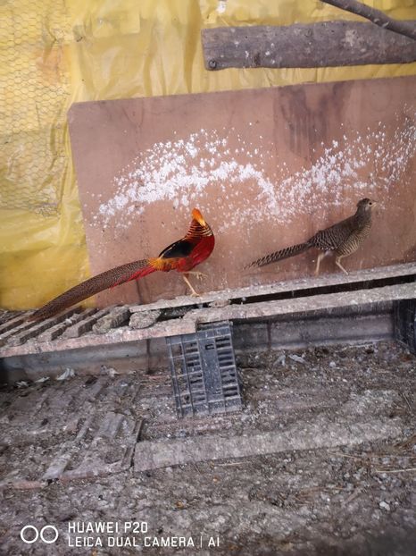 Fazan Auriu Rosu - Păsările Mele 2019