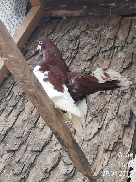 Porumbel Volga - Păsările Mele 2019
