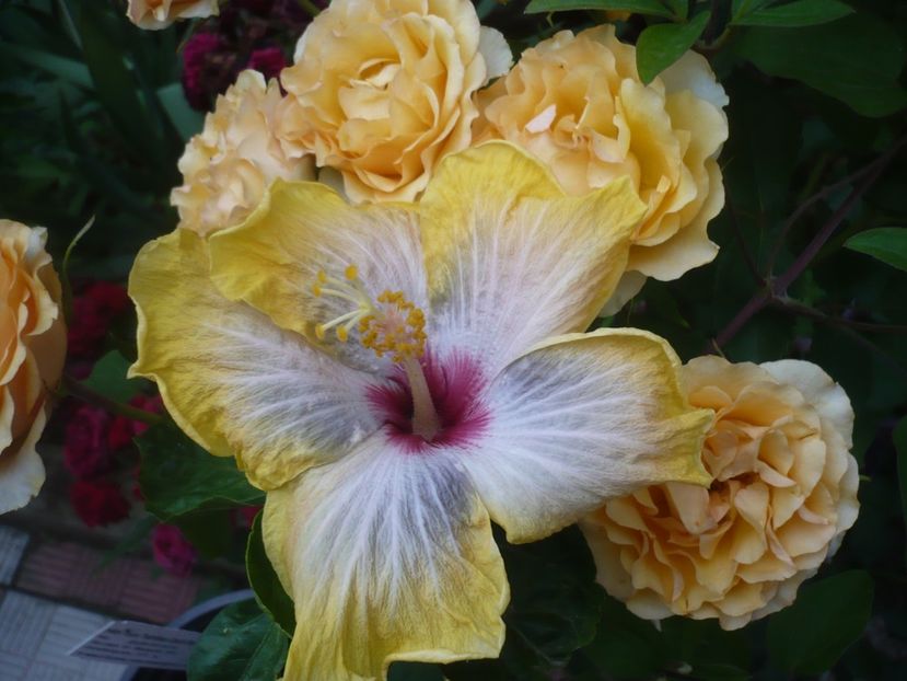 13.06.2019 - HIBISCUSI 2019-1