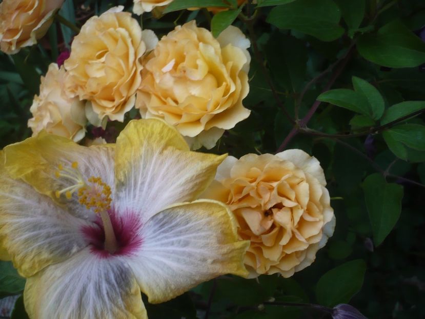 P1410855 - HIBISCUSI 2019-1