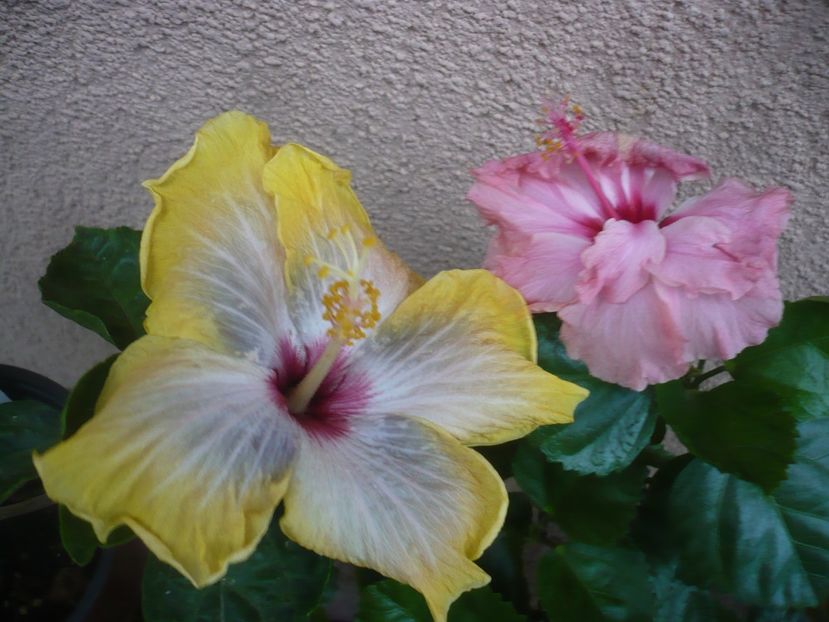 P1410857 - HIBISCUSI 2019-1