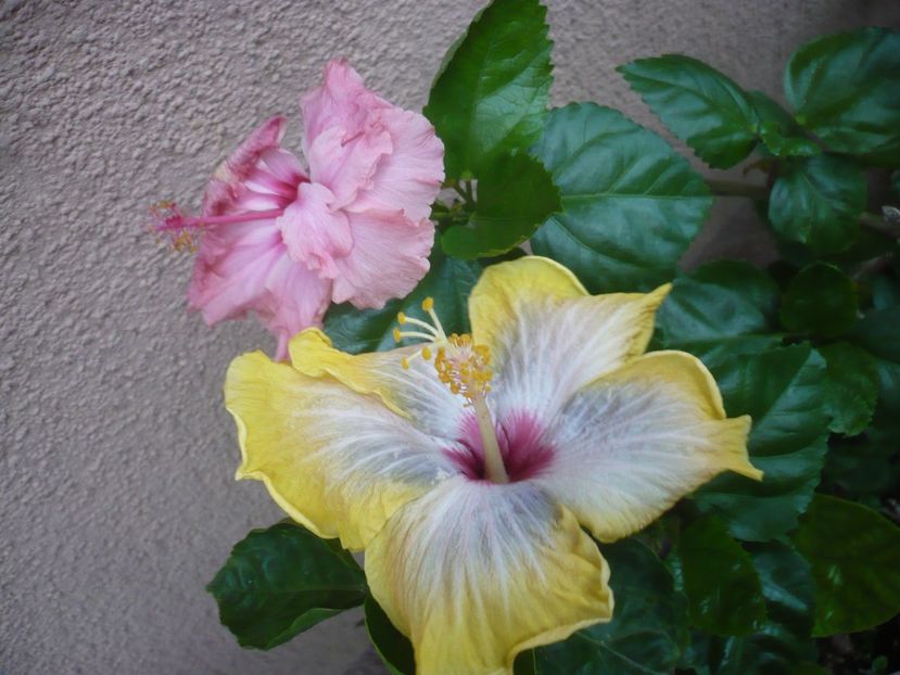 P1410859 - HIBISCUSI 2019-1