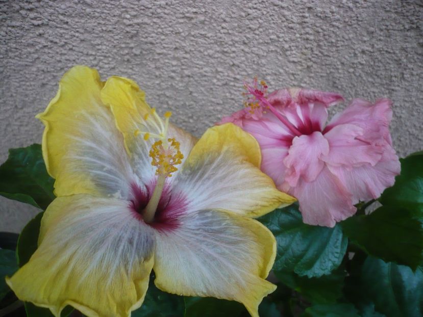 P1410860 - HIBISCUSI 2019-1