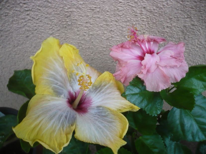 P1410861 - HIBISCUSI 2019-1