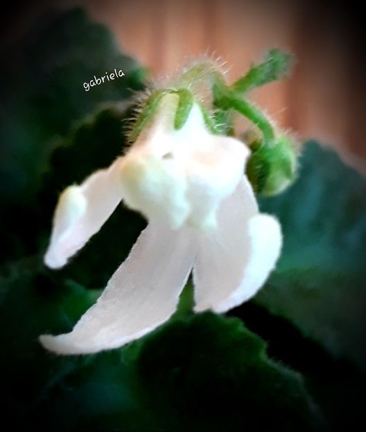 Lunar Lily White - Lunar Lily White