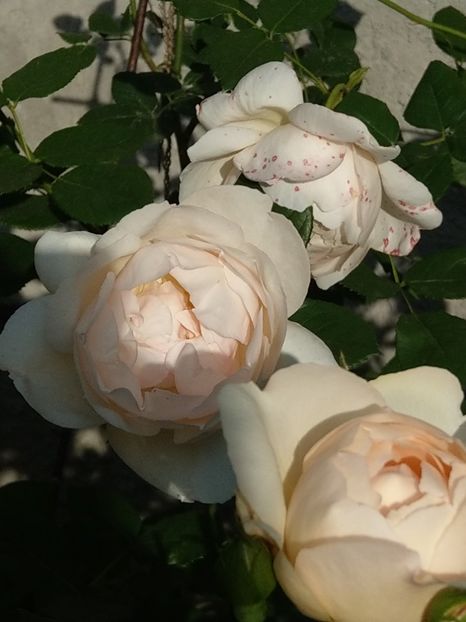 Wollerton old hall - iunie 2019