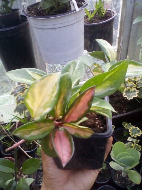 Crimpson princess - Hoya