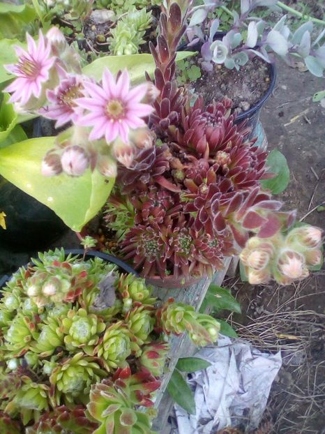  - Sempervivum 2019