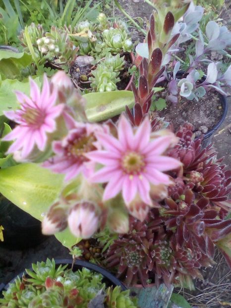  - Sempervivum 2019