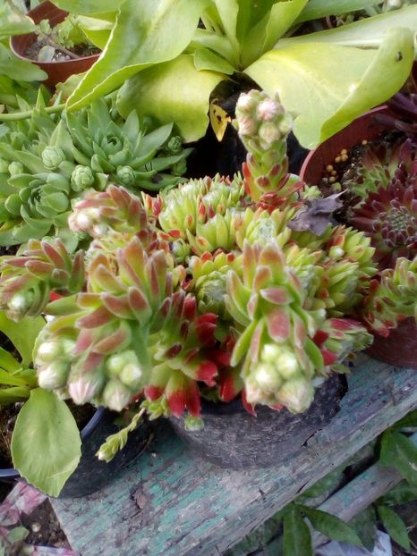  - Sempervivum 2019
