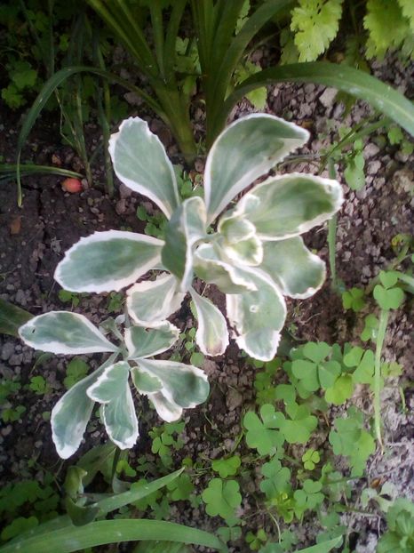 Frosty morn - Sedum