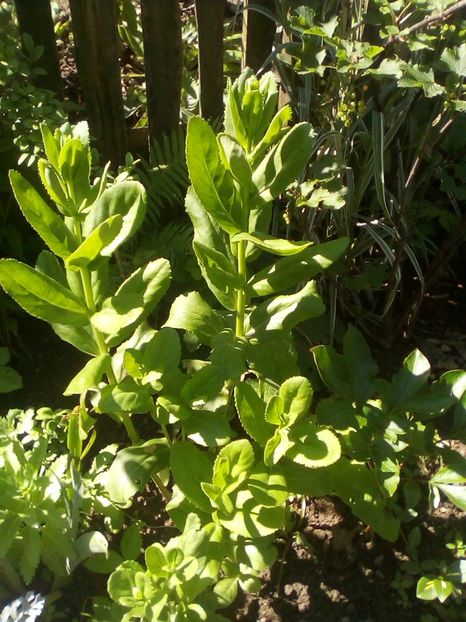 Spectabile maxima - Sedum