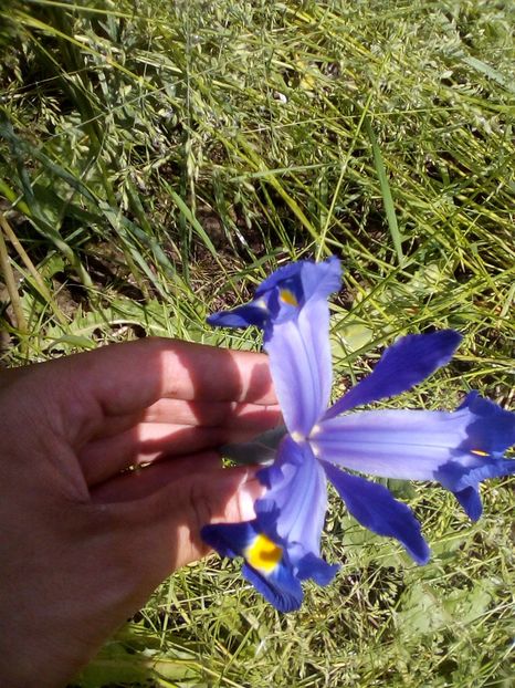 Hollandica - Iriși 2019