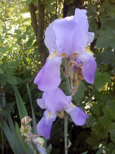 Bleu clasic - Iriși 2019