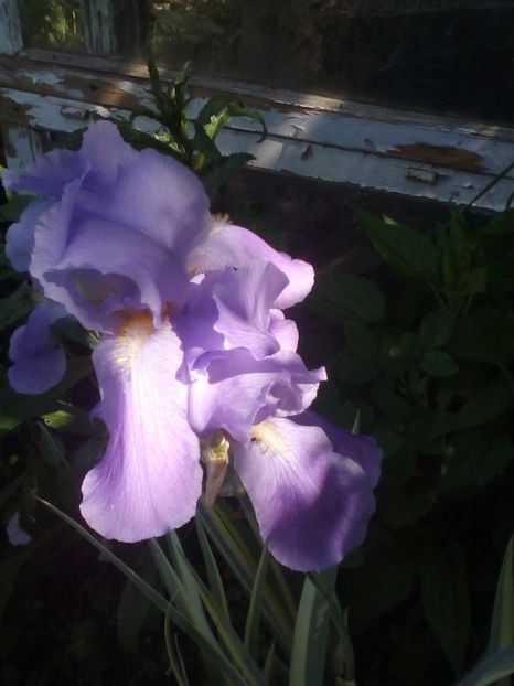 Variegatul miroase incredibil de bine si mai puternic decât as fi crezut - Iriși 2019