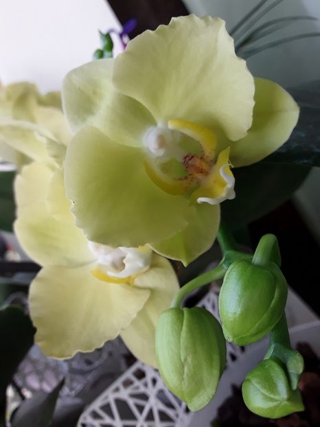  - orhidee 20 15 - reinflorire 2016-2018-2019