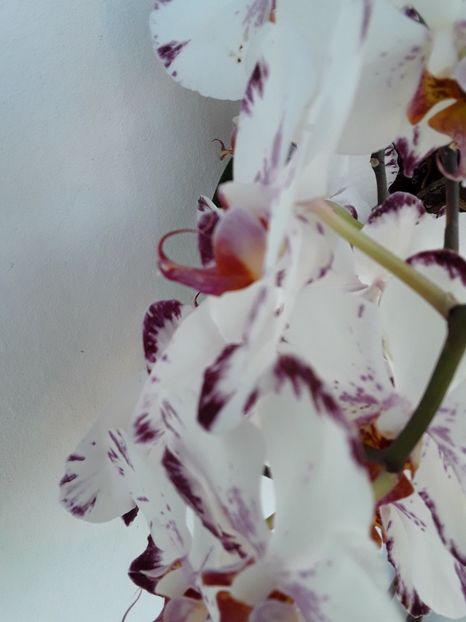  - orhidee 20 15 - reinflorire 2016-2018-2019