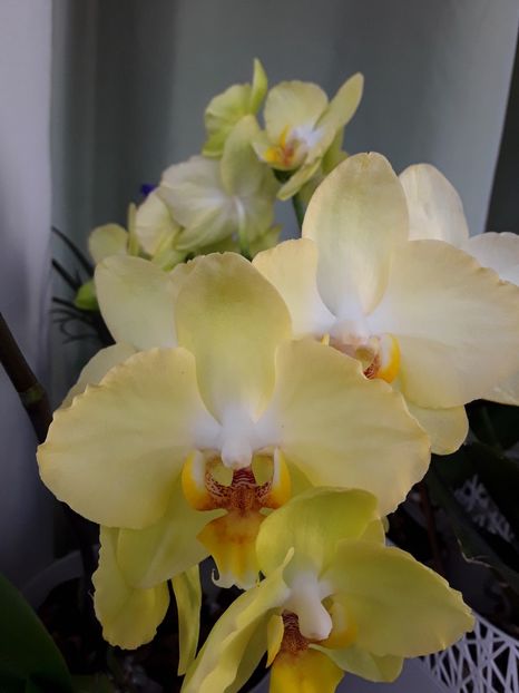  - orhidee 20 15 - reinflorire 2016-2018-2019