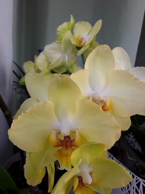  - orhidee 20 15 - reinflorire 2016-2018-2019