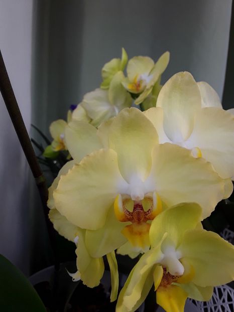  - orhidee 20 15 - reinflorire 2016-2018-2019