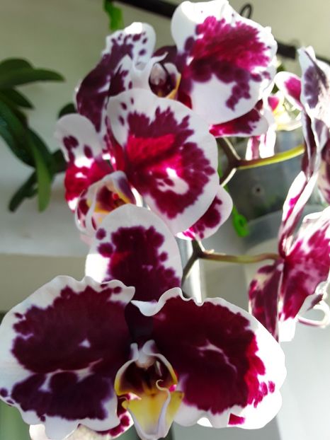  - orhidee 20 15 - reinflorire 2016-2018-2019