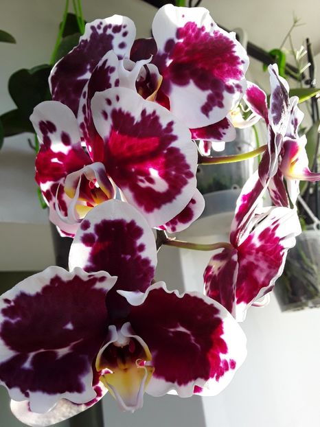  - orhidee 20 15 - reinflorire 2016-2018-2019