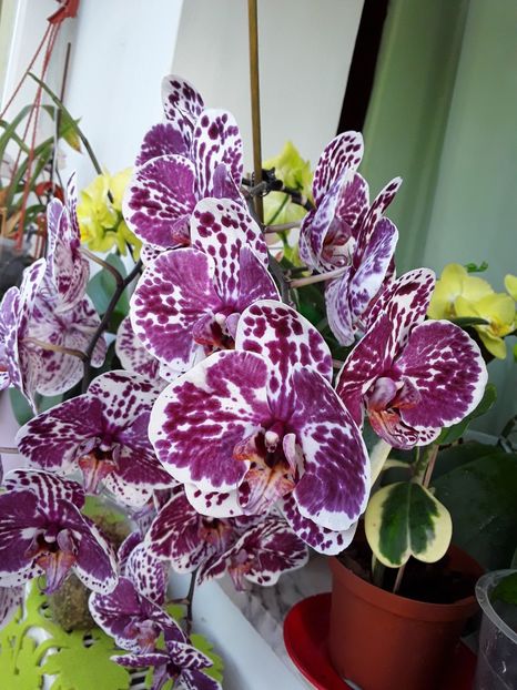  - orhidee 20 15 - reinflorire 2016-2018-2019