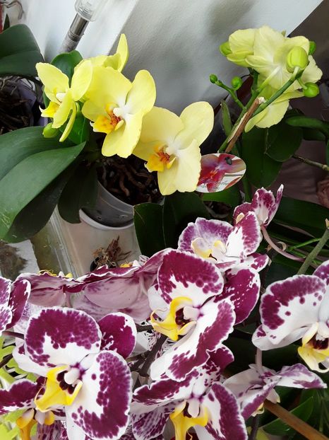  - orhidee 20 15 - reinflorire 2016-2018-2019