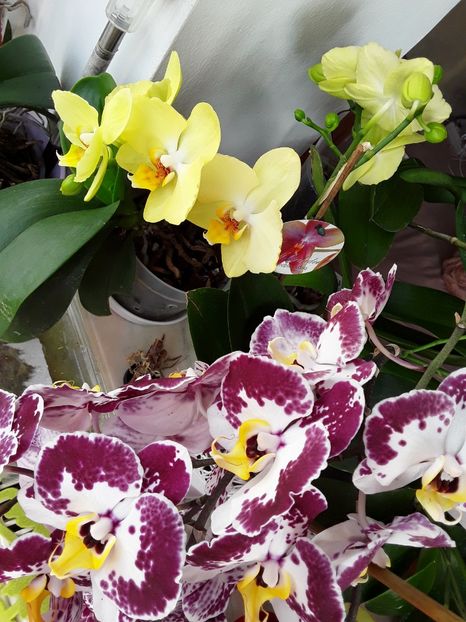  - orhidee 20 15 - reinflorire 2016-2018-2019