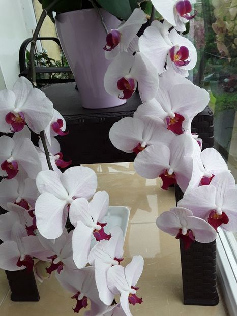  - orhidee 20 15 - reinflorire 2016-2018-2019
